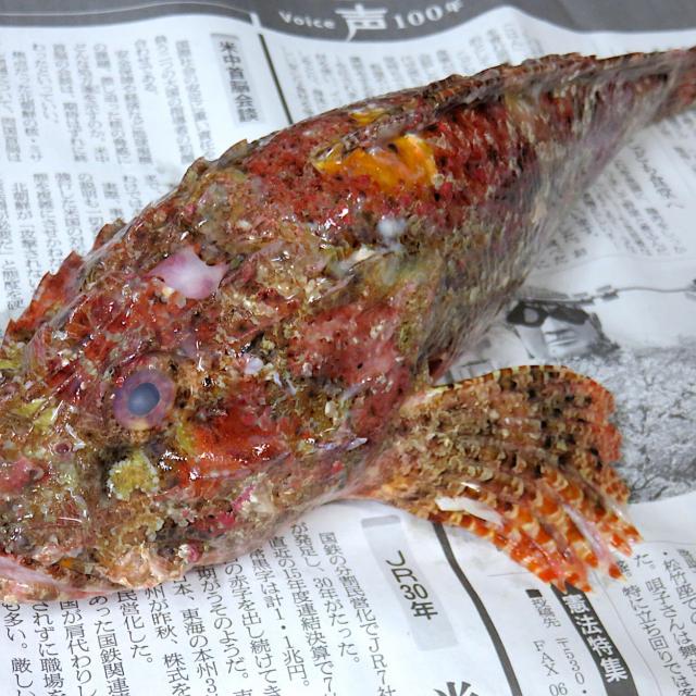 24日の虎魚 オコゼ 冬はフグ 夏はオコゼ と言われ オコゼは大変